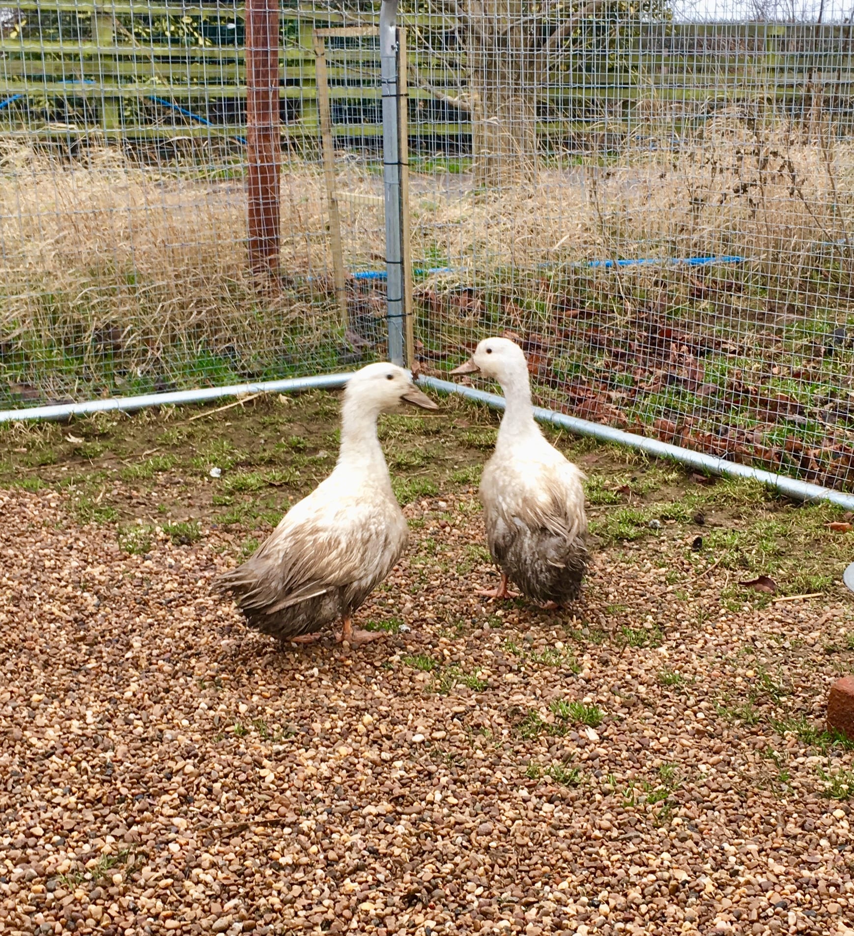 Edna & Bella, rehomed ex-commercial ducks!