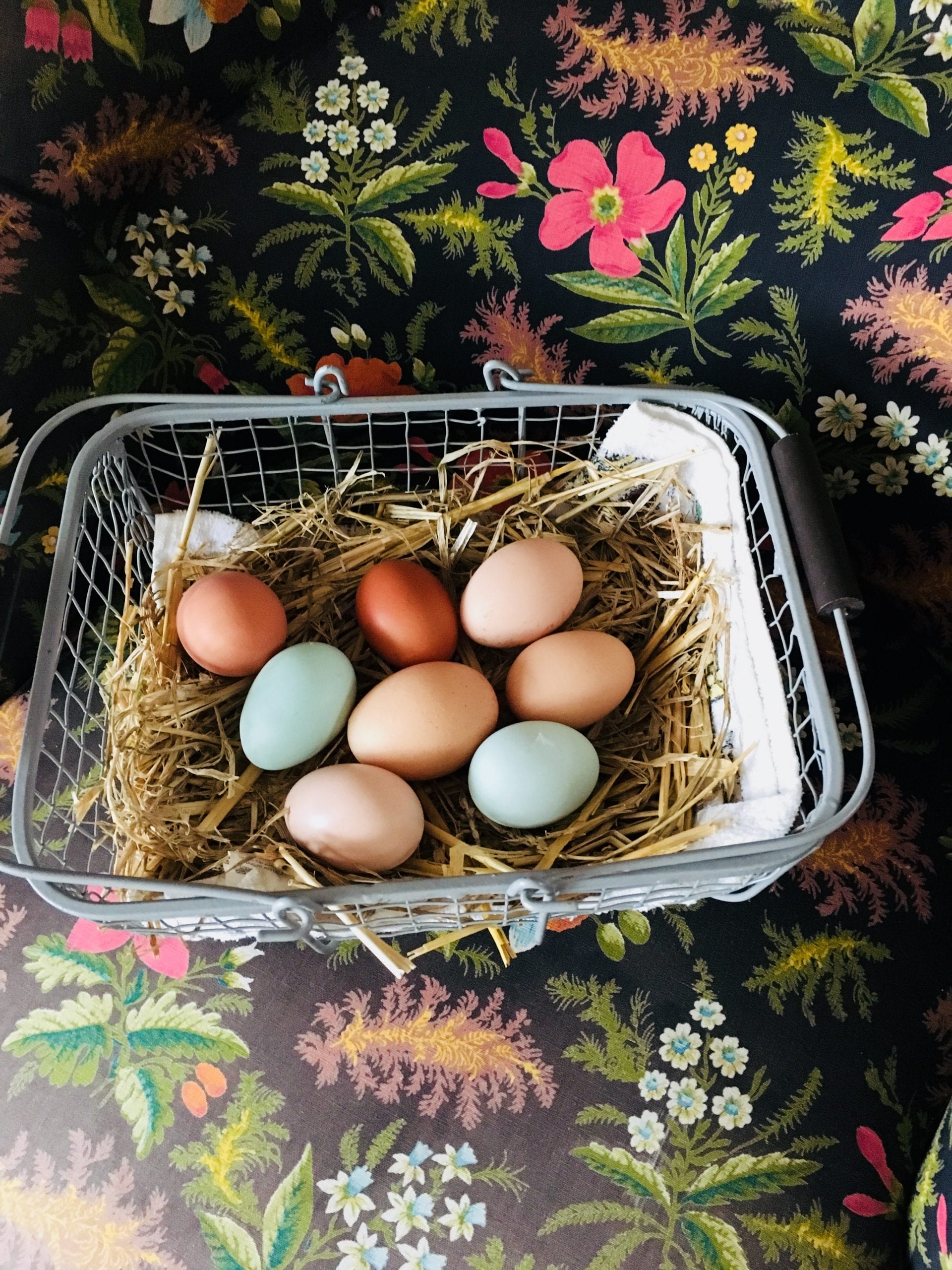 Fresh free-range eggs!